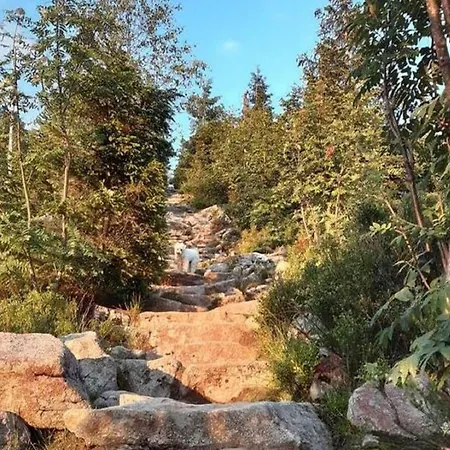 Welcoming Near Forest In Rohrnbach